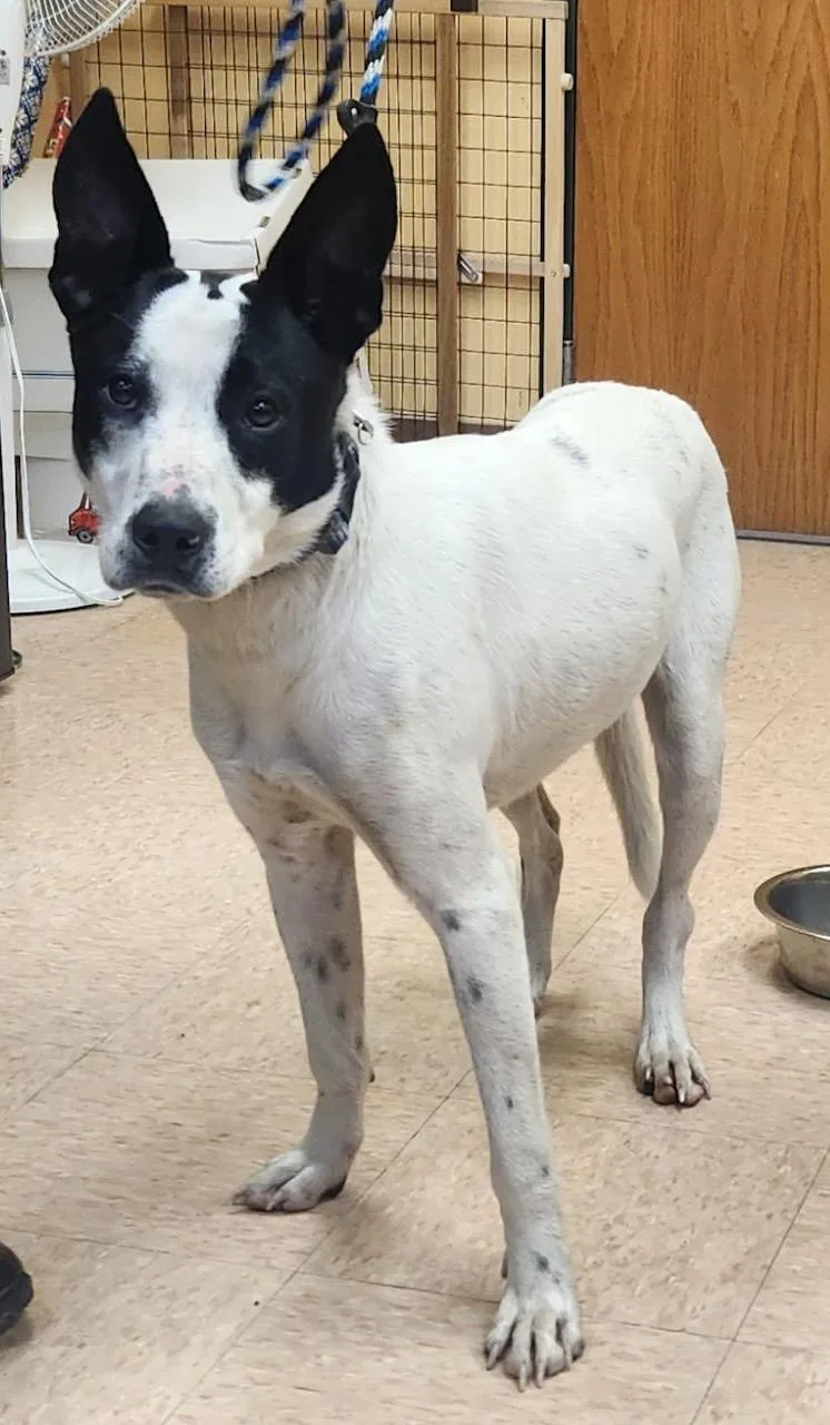 An adult medium-sized male White / Cream Border Collie dog named Blue for adoption in Batavia, NY
