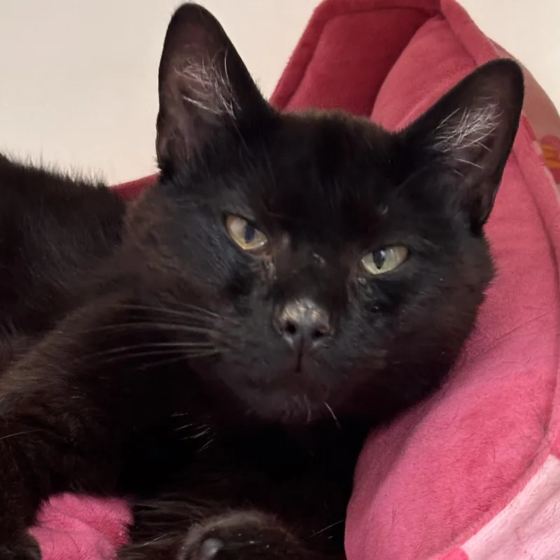 An adult medium-sized male Black Domestic Short Hair cat named Graham for adoption in Batavia, NY