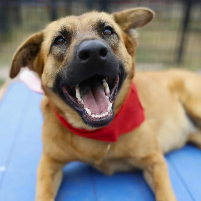 A young medium-sized female Belgian Shepherd / Malinois dog named Riley for adoption in San Antonio, TX