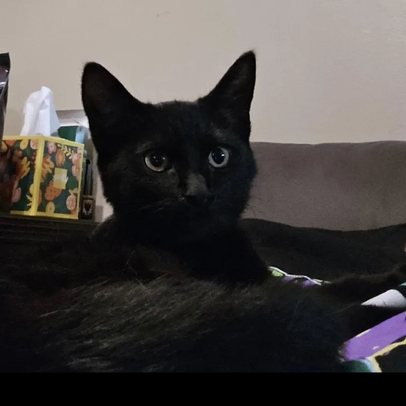 A baby small-sized male Black Domestic Short Hair cat named Johnny for adoption in Carmel, IN