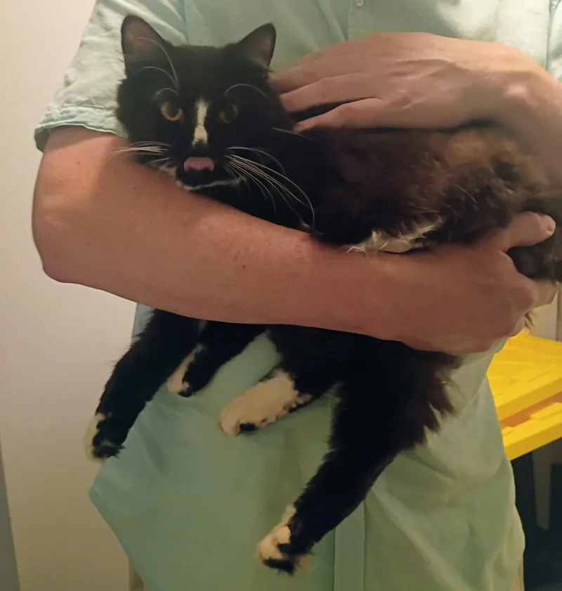 A young medium-sized male Tabby (Brown / Chocolate) Domestic Medium Hair cat named Frick & Frack for adoption in Mansfield Center, CT