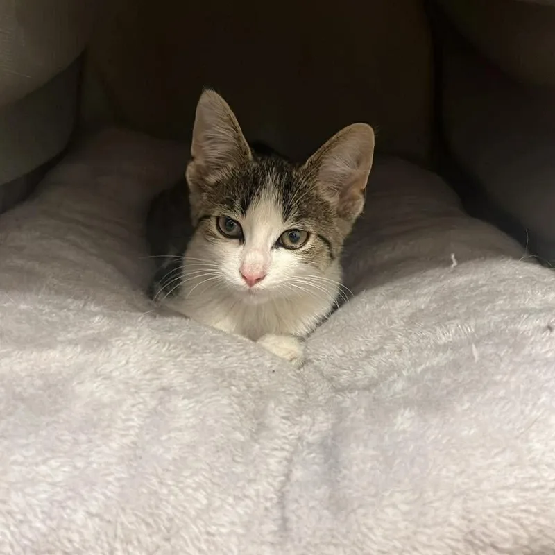 A baby medium-sized male Domestic Short Hair cat named Blueberry for adoption in West Lafayette, IN
