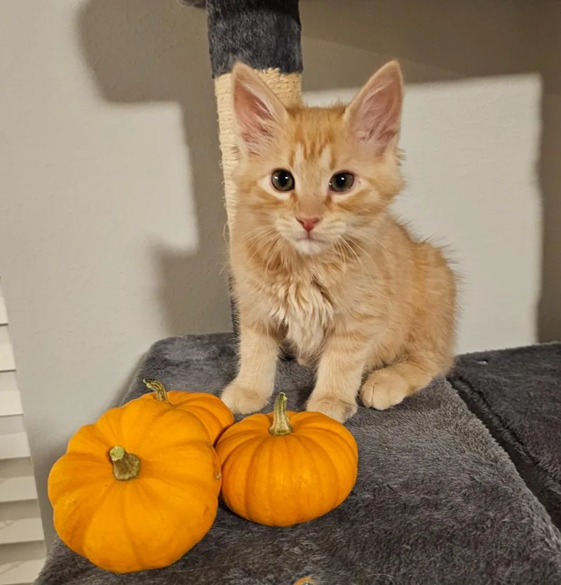 A baby small-sized male Domestic Short Hair cat named Chicken Nugget for adoption in Ogden, UT