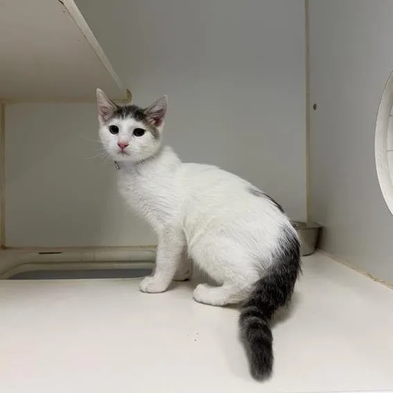 A baby small-sized male Gray / Blue / Silver Domestic Short Hair cat named Terra for adoption in Long Beach, CA