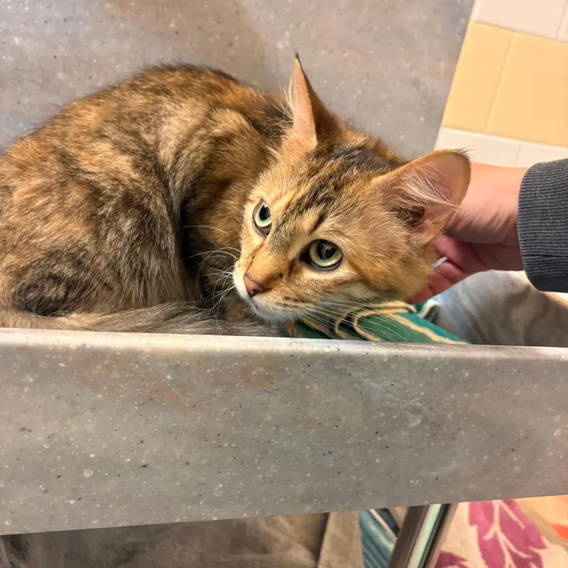 An adult medium-sized female Torbie Domestic Medium Hair cat named Millie for adoption in Pittsburgh, PA