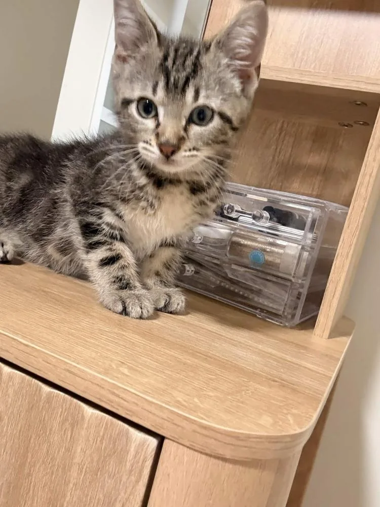 A baby small-sized male Domestic Short Hair cat named Samba for adoption in Grand Rapids, MI