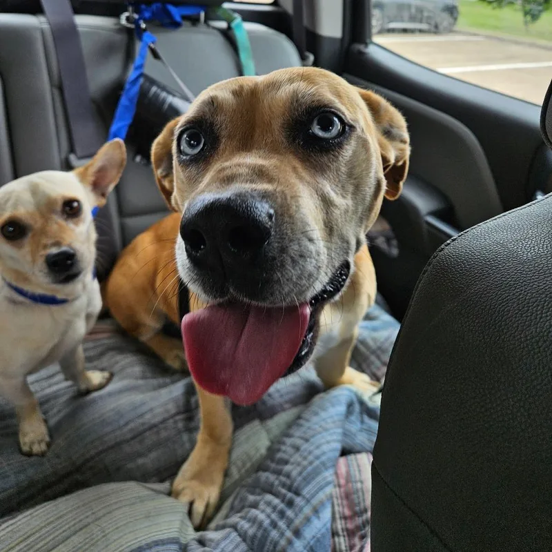 An adult small-sized female Yellow / Tan / Blond / Fawn Catahoula Leopard Dog dog named Ice for adoption in Lake Jackson, TX