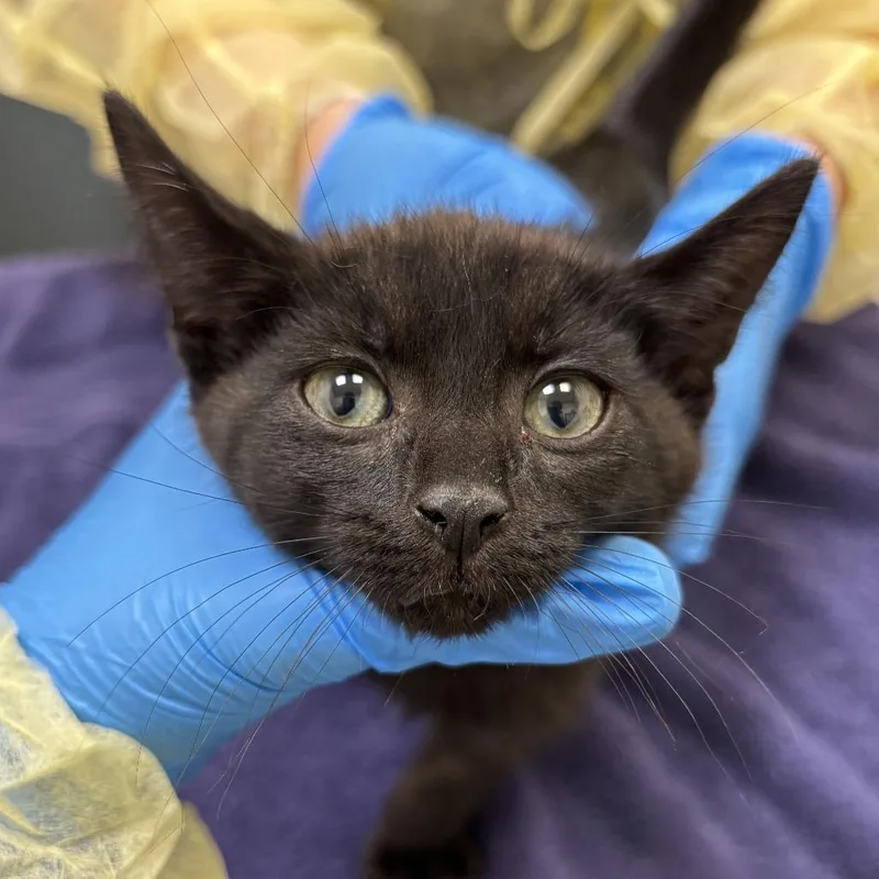 A baby small-sized male Black Domestic Short Hair cat named Goosebumps for adoption in Evanston, IL