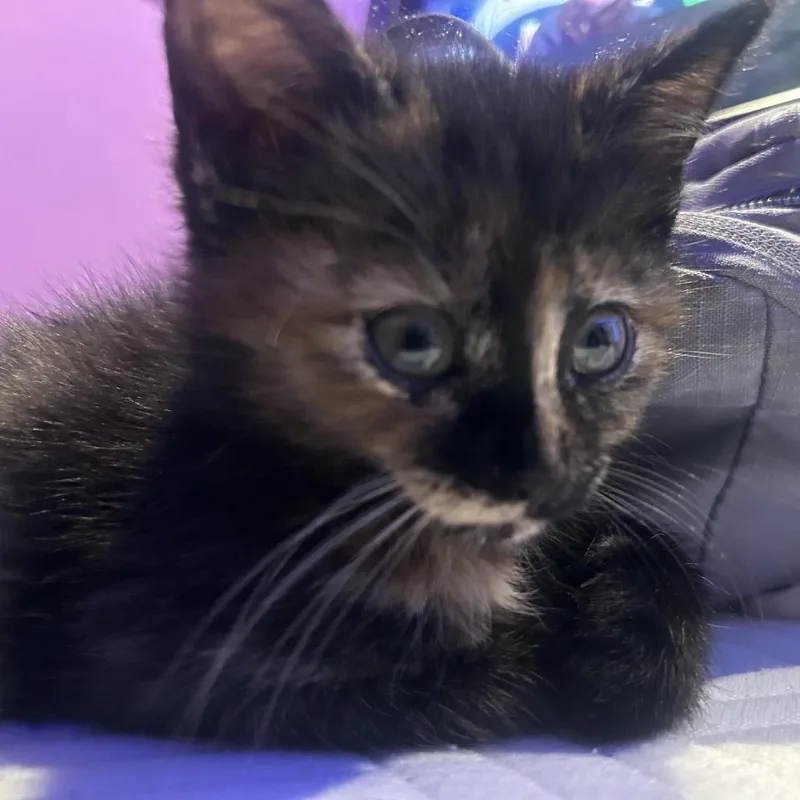 A baby small-sized female Tortoiseshell Domestic Short Hair cat named Punky Brewster for adoption in Fredericksburg, VA