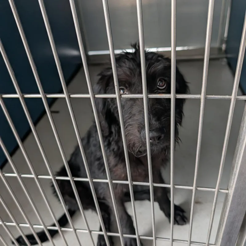 A young medium-sized male Black Mixed Breed dog named Joel for adoption in Greenville, SC