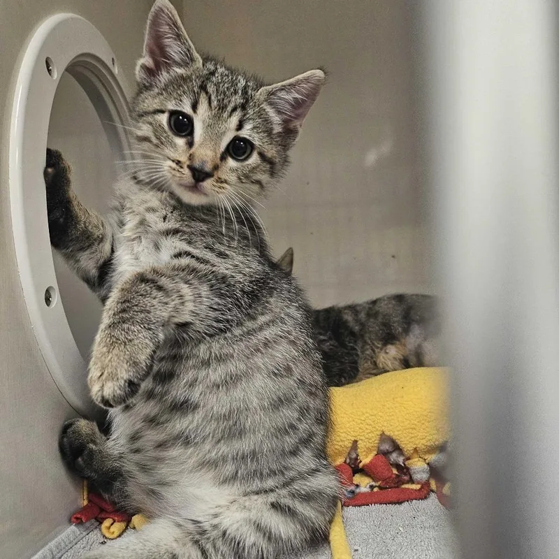 A baby small-sized male Brown / Chocolate Domestic Short Hair cat named George for adoption in Redwood City, CA
