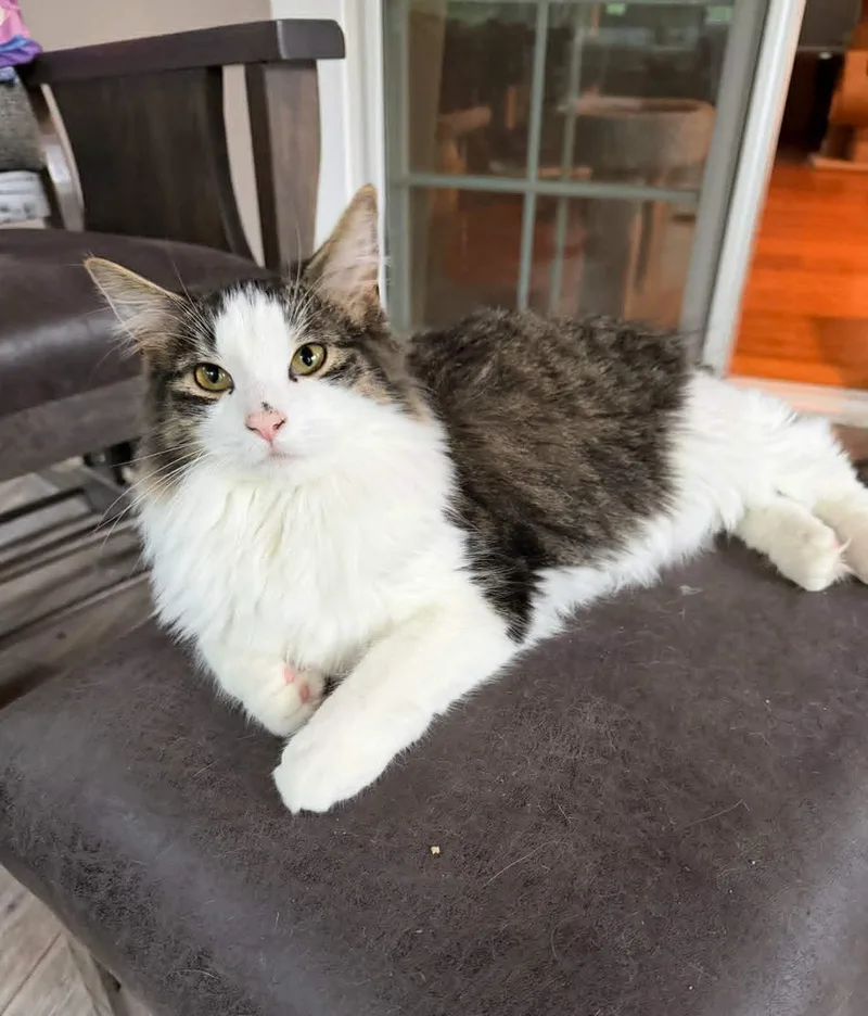 A baby medium-sized male Gray & White Domestic Medium Hair cat named Davis And Tobias for adoption in Gonic, NH