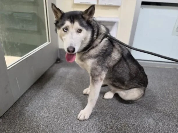 An adult large-sized female Siberian Husky dog named Star for adoption in Los Angeles, CA