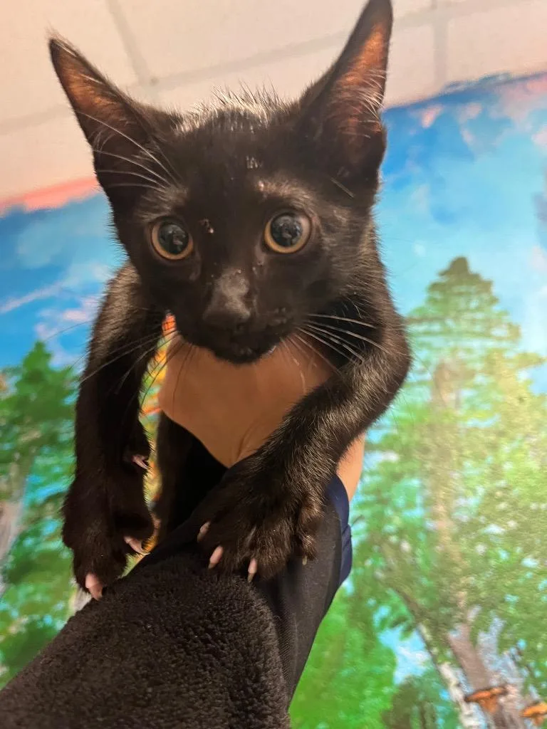A baby medium-sized male Domestic Short Hair cat named Watermelon Wave for adoption in New Braunfels, TX
