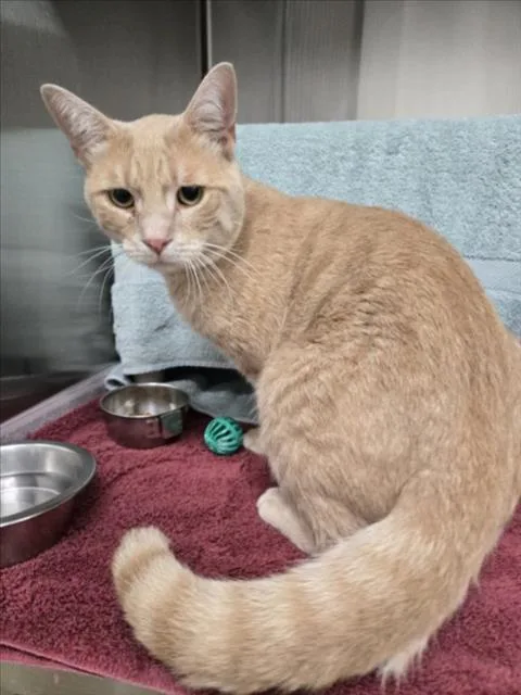 A young medium-sized male Domestic Short Hair cat named Flynt for adoption in Derwood, MD