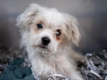 A baby small-sized male Parson Russell Terrier dog named Graham for adoption in Golden Valley, MN