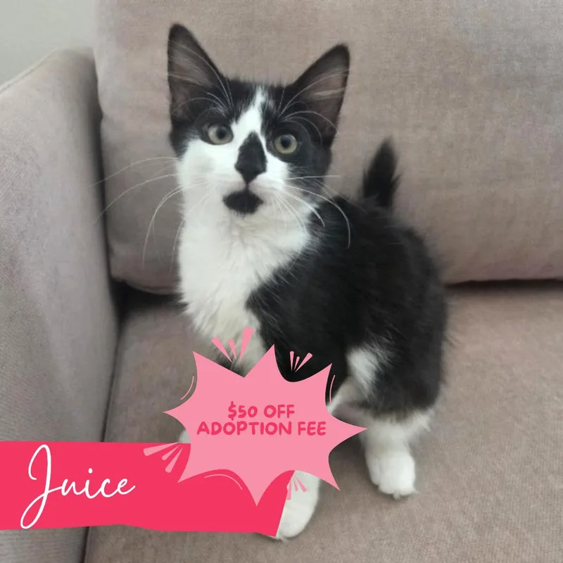 Juice thumbnail 6