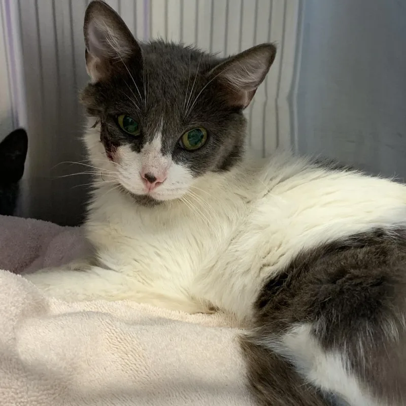 An adult medium-sized female White Domestic Short Hair cat named Starburst for adoption in Morganton, NC