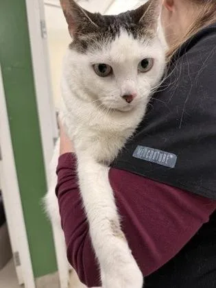 A senior medium-sized female Tabby (Brown / Chocolate) Domestic Short Hair cat named Big Girl for adoption in Athens, GA