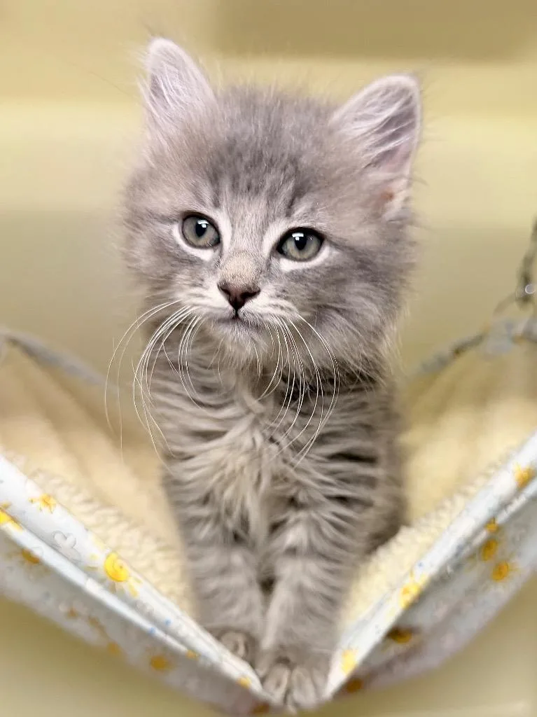 A baby medium-sized male Domestic Medium Hair cat named John B for adoption in Menomonie, WI