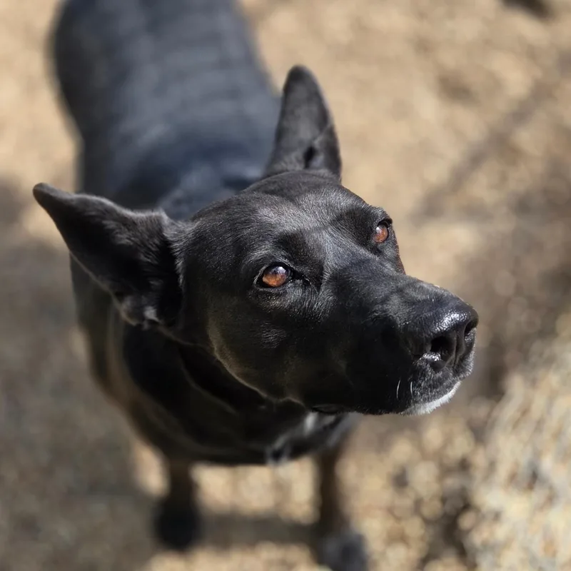 A young medium-sized female Shepherd dog named Martha for adoption in Madison, MS