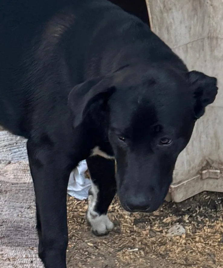 A young medium-sized male Black Labrador Retriever dog named Oreo for adoption in Haslet, TX