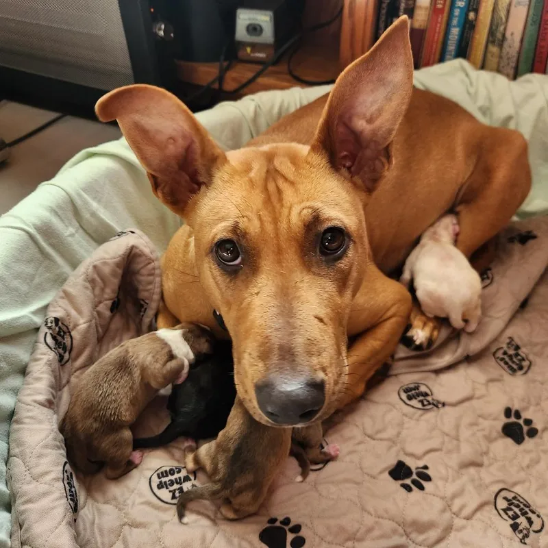 Sorsha  Costa Mesa thumbnail 3