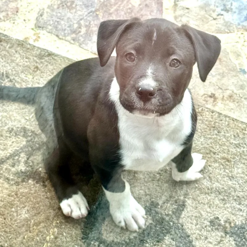 Sorsha  Costa Mesa thumbnail 4