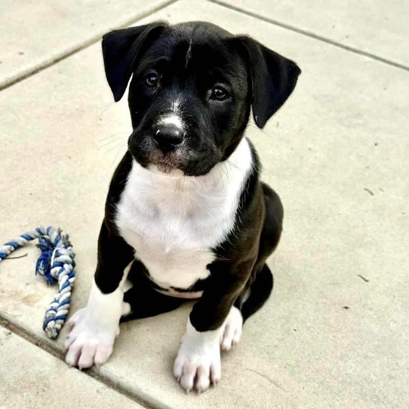 Sorsha  Costa Mesa thumbnail 5