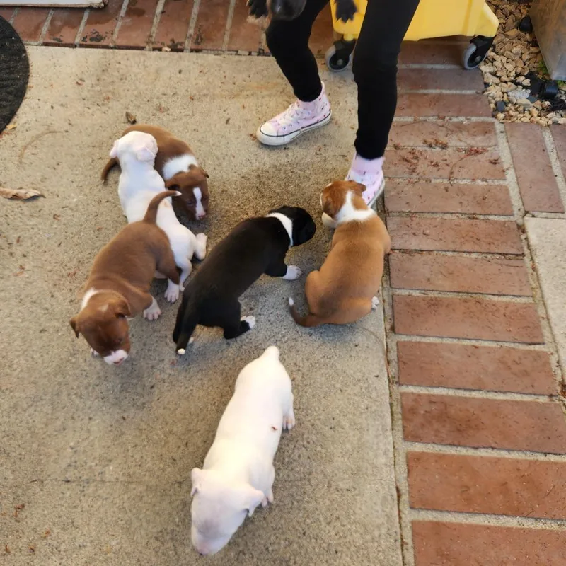 Sorsha  Costa Mesa thumbnail 6