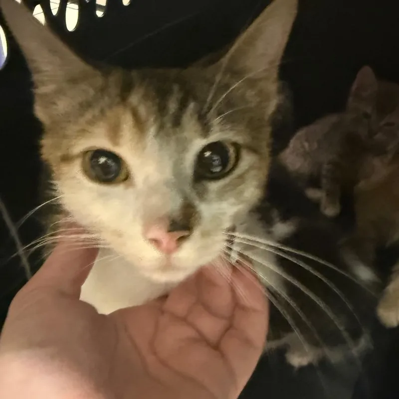 An adult medium-sized female White Domestic Medium Hair cat named Sheba for adoption in Charleston, WV