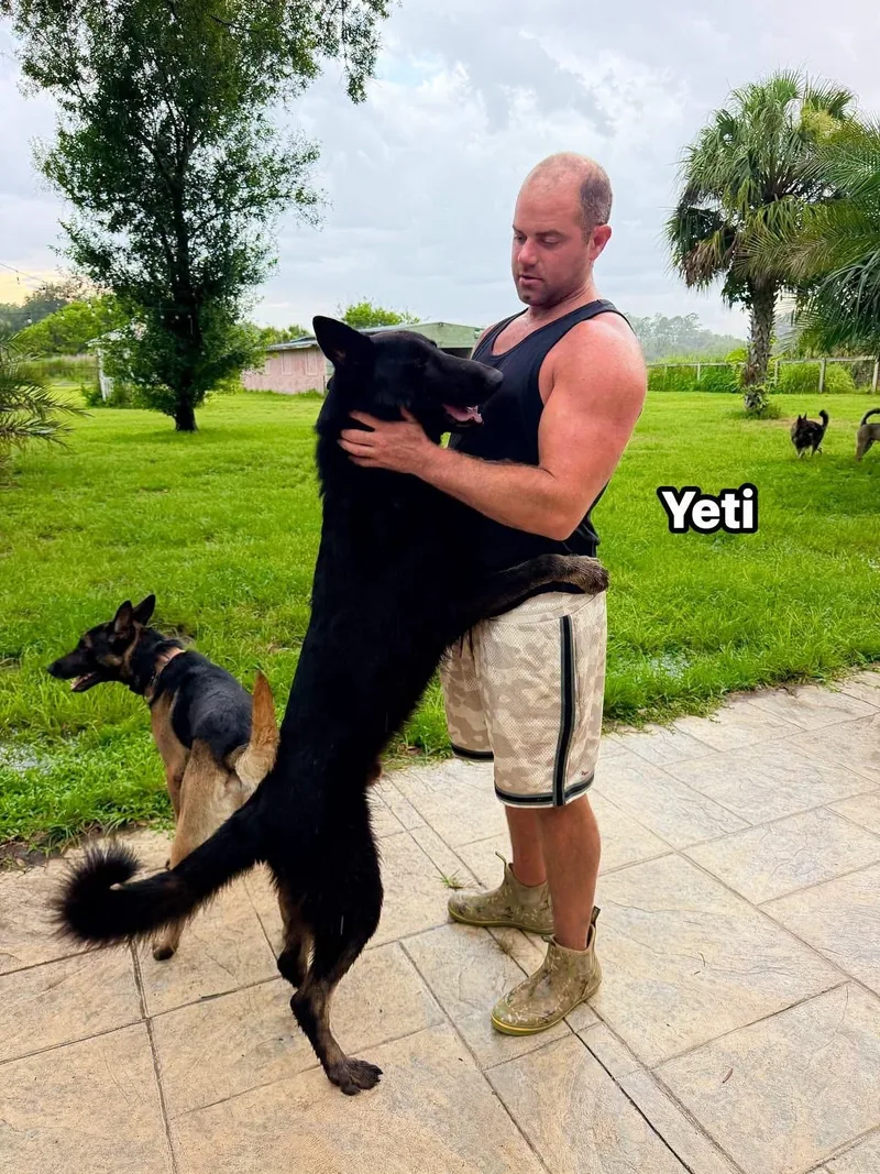 An adult large-sized male Black German Shepherd Dog dog named Yeti for adoption in Port Saint Lucie, FL