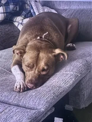 An adult large-sized male Pit Bull Terrier dog named Duncan for adoption in Derwood, MD