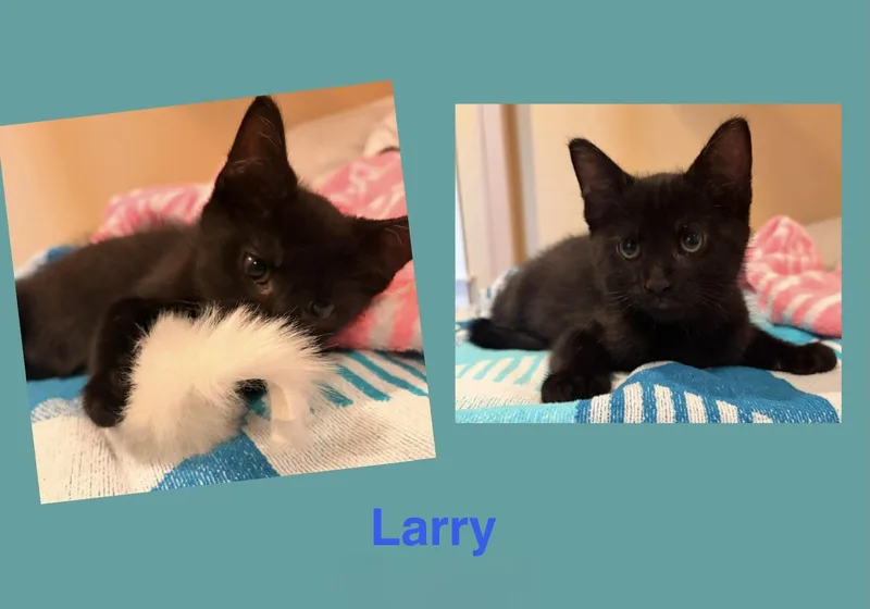 A baby small-sized male Black Domestic Short Hair cat named Larry for adoption in Seaford, NY