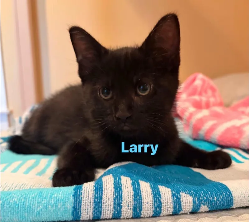Larry thumbnail 2