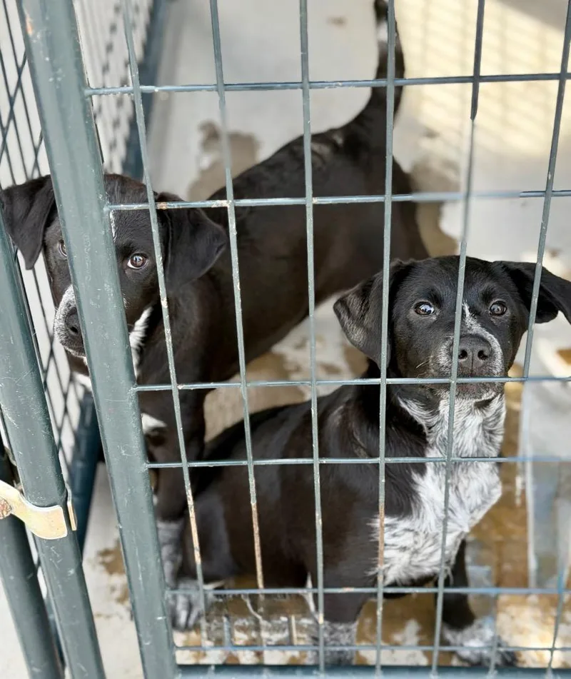 A baby medium-sized female Australian Cattle Dog / Blue Heeler dog named Raww for adoption in Fort Lupton, CO