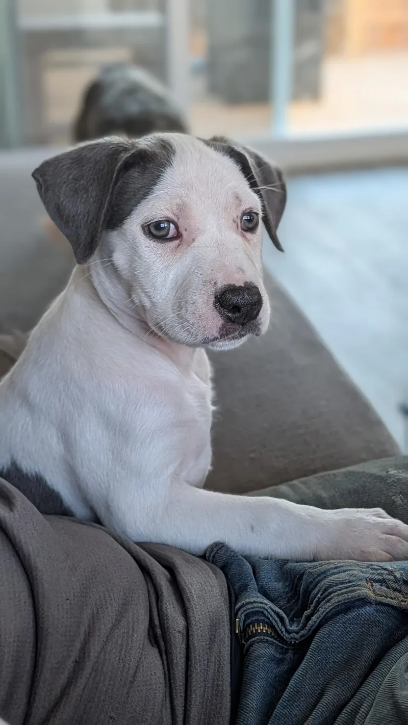 A baby medium-sized female Gray / Blue / Silver Hound dog named Cotton for adoption in Dubuque, IA