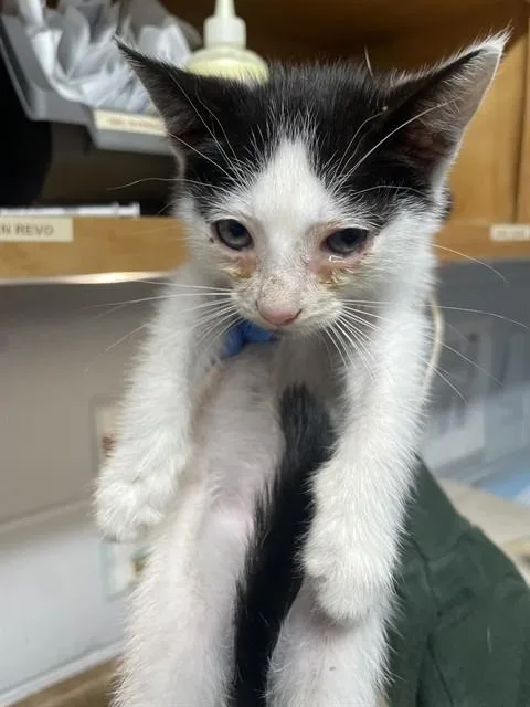 A baby small-sized male Domestic Short Hair cat named Castiel for adoption in Tallahassee, FL