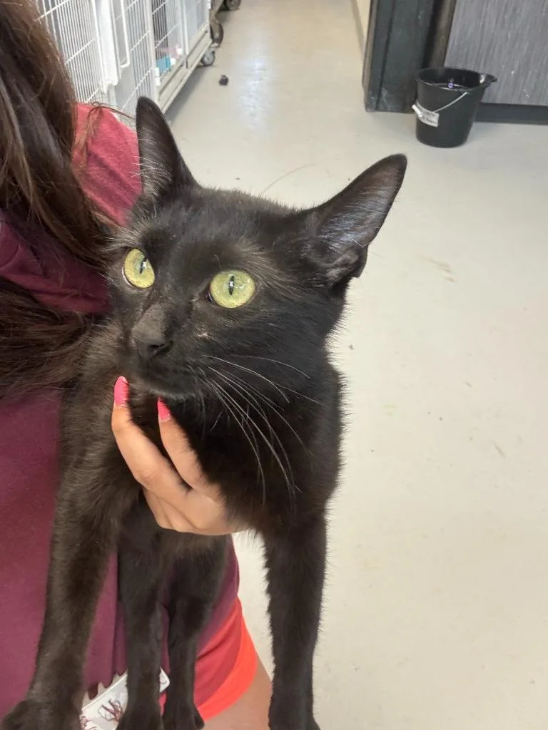A young medium-sized female American Shorthair cat named Mariah for adoption in New Kensington, PA