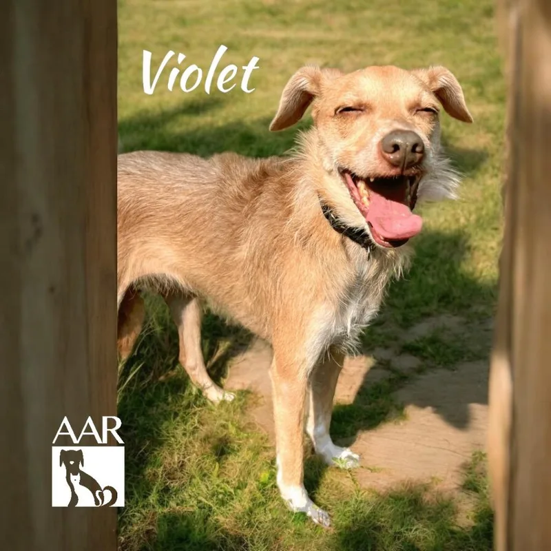 An adult small-sized female Terrier dog named Violet for adoption in Magnolia, TX