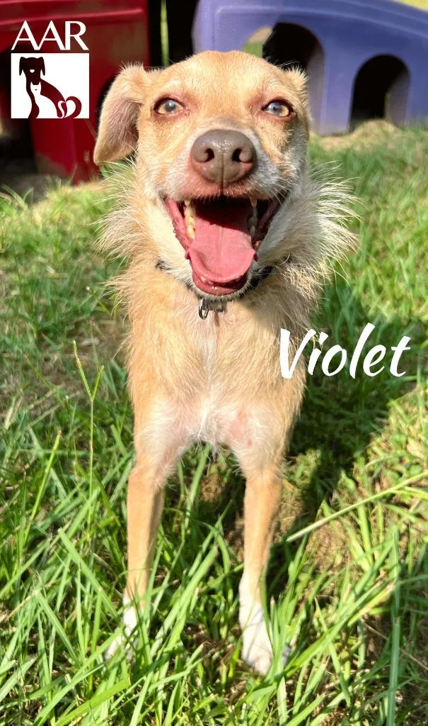 Violet thumbnail 2