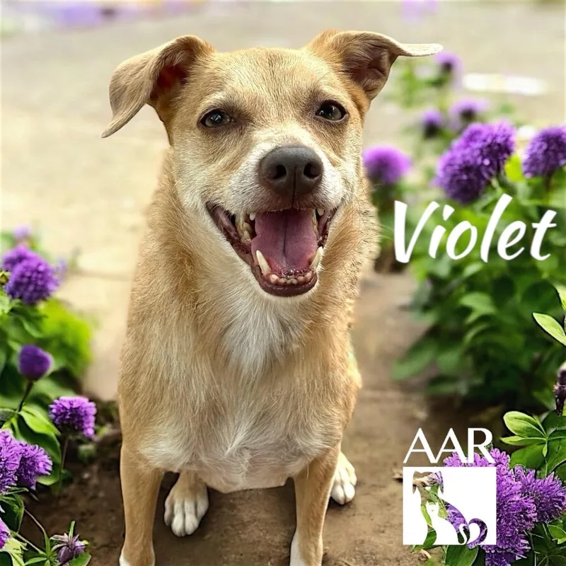 Violet thumbnail 3