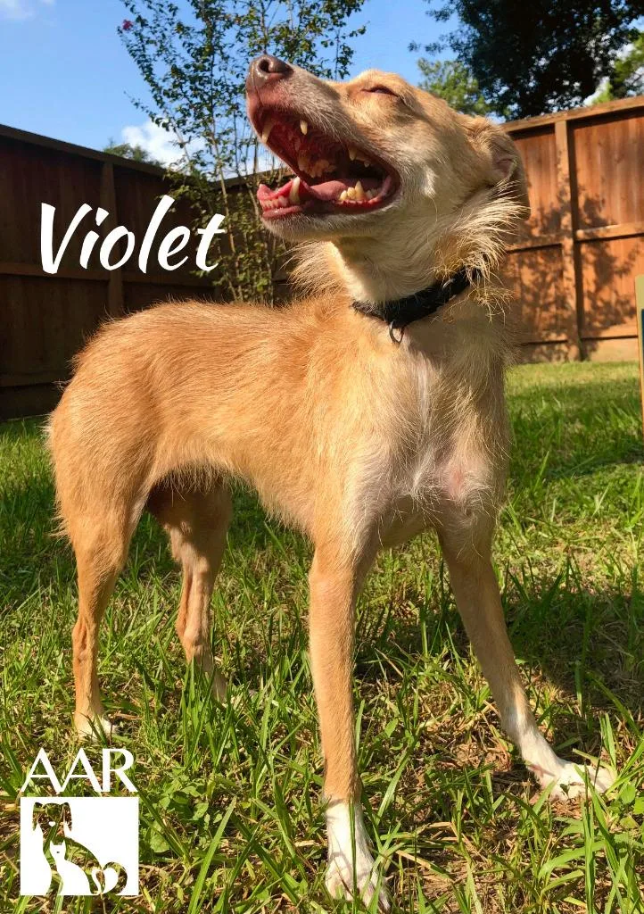Violet thumbnail 4