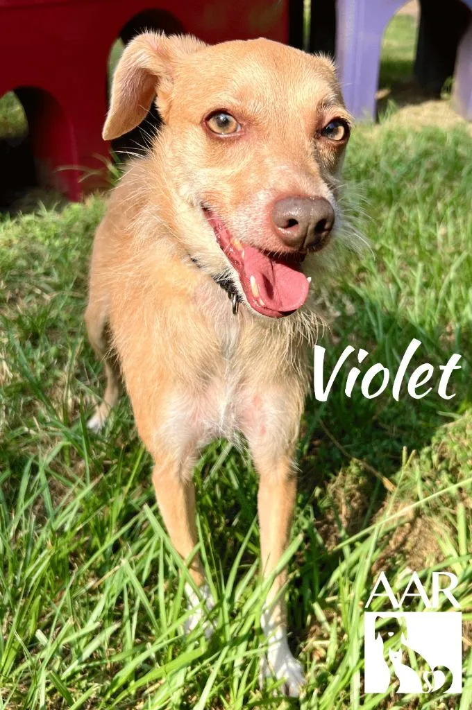 Violet thumbnail 5
