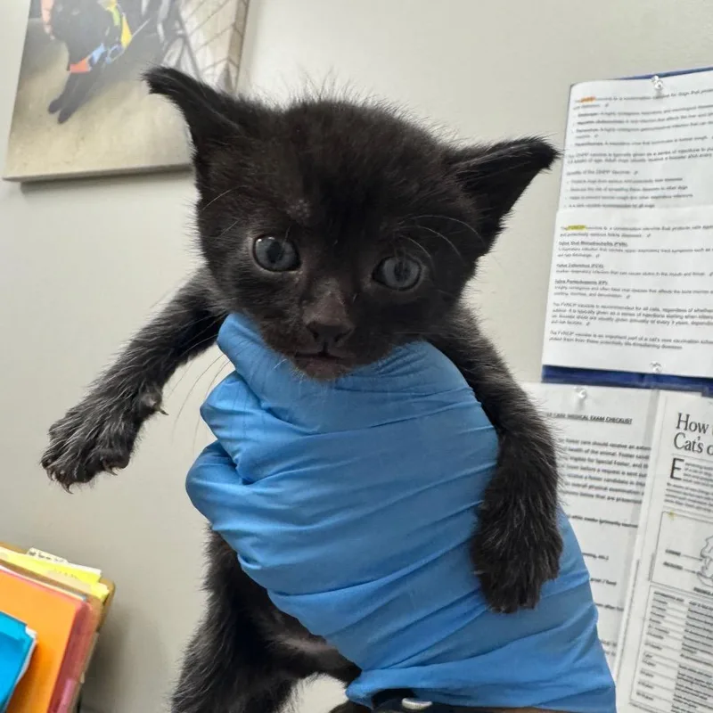 A baby small-sized male Black Domestic Short Hair cat named Reggie for adoption in Columbiana, AL