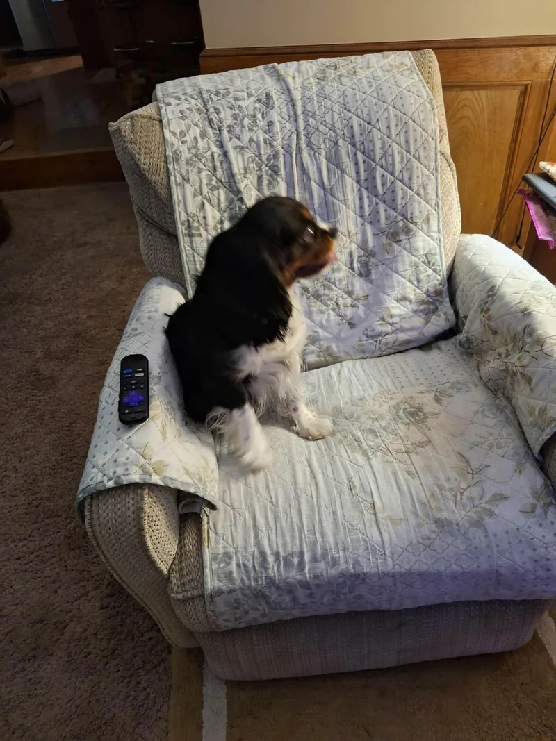 A young small-sized female Cavalier King Charles Spaniel dog named Betty for adoption in Dyer, IN