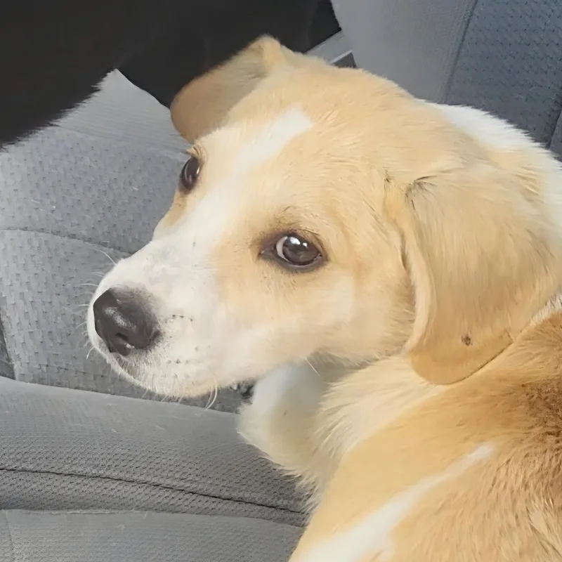 A young small-sized male Apricot / Beige Labrador Retriever dog named Luke for adoption in Rockdale, TX