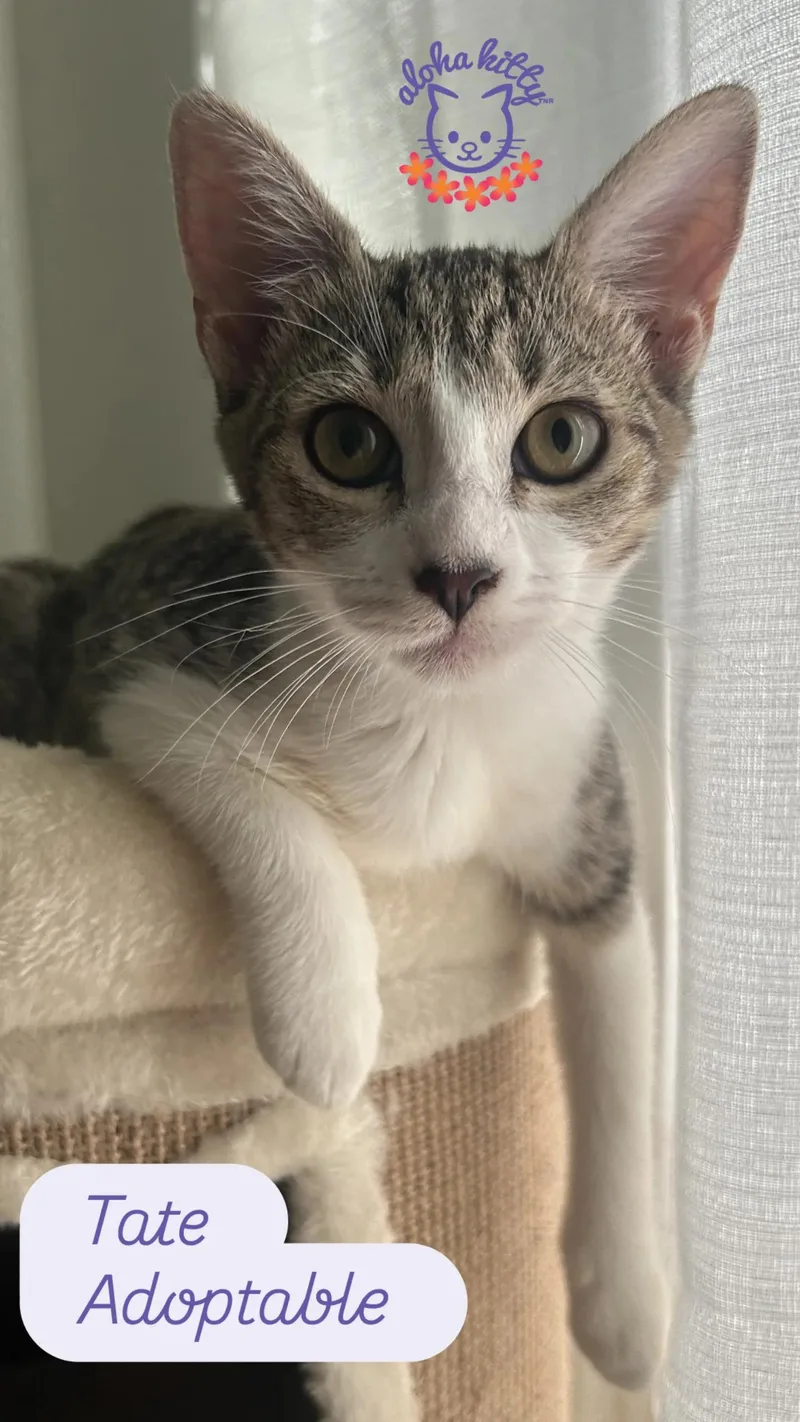 A baby medium-sized female Tabby (Buff / Tan / Fawn) Domestic Short Hair cat named Tate for adoption in Honolulu, HI