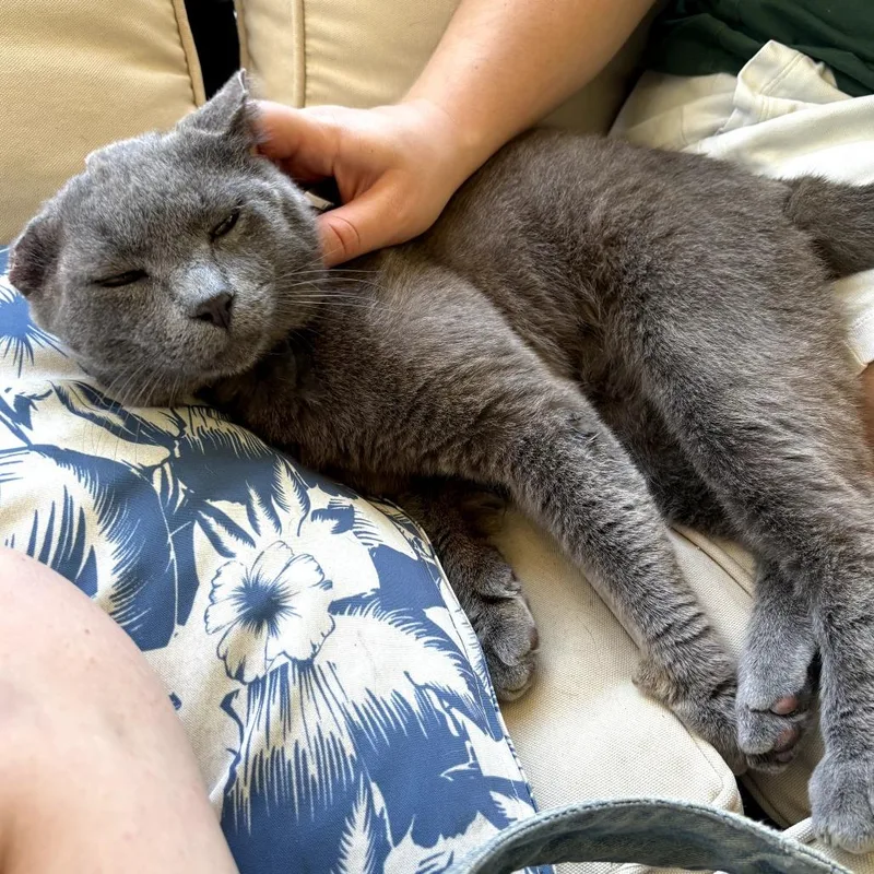 An adult large-sized male Gray / Blue / Silver Domestic Short Hair cat named Poseidon for adoption in Melrose, FL