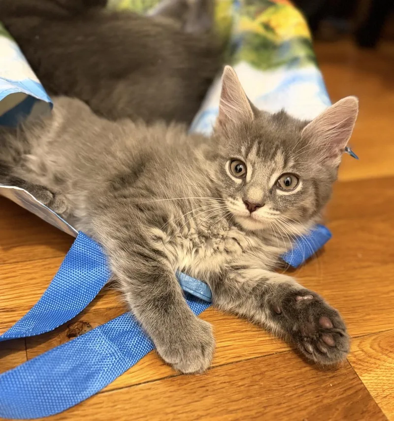 Lily & Tulip thumbnail 2